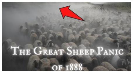 Great Sheep Panic 1888